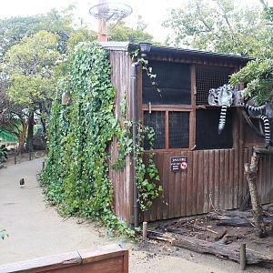 House for the Ring-tailed Lemurs (Lemur catta)