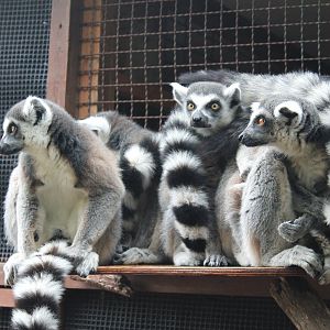 Ring-tailed Lemurs (Lemur catta)