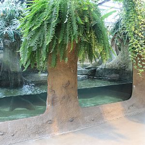 First enclosure for Pigmy Hippopotamus