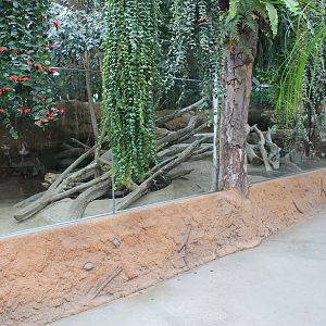 Second enclosure for Pigmy Hippopotamus