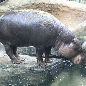 Pigmy Hippopotamus (Choeropsis liberiensis)