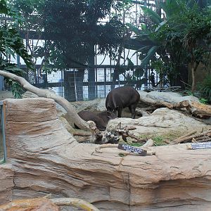 Enclosure for Brazilian Tapirs (Tapirus terrestris)