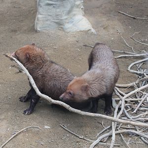 Bush Dogs (Speothos venaticus)