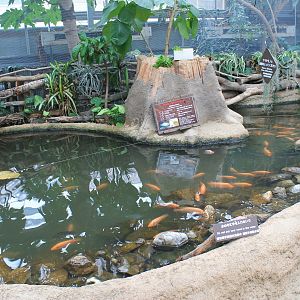 Pool for Midas Cichlids (Amphilophus citrinellus)
