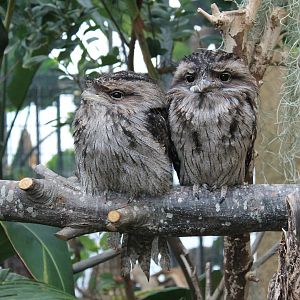 Tawny Frogmouths (Podargus strigoides)