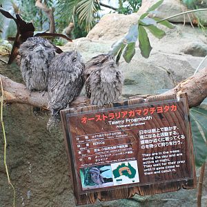 Tawny Frogmouths (Podargus strigoides)