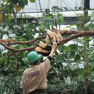 Southern Tamanduas (Tamandua tetradactyla)