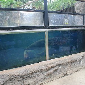 Arapaima and Tambaqui aquarium