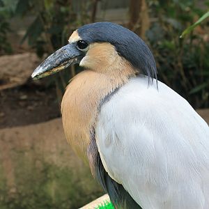 Boat-billed Heron (Cochlearius cochlearius)