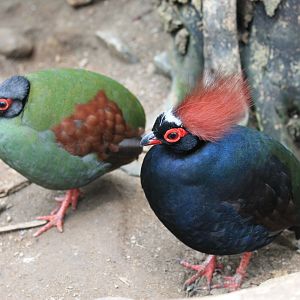 Crested Wood Partridges (Rollulus roulroul)