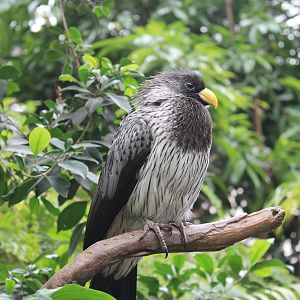 Western Plantain-eater (Crinifer piscator)