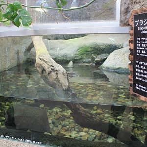 Smooth-fronted Caiman (Paleosuchus trigonatus)