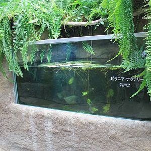 Red-bellied Piranhas (Pygocentrus nattereri)