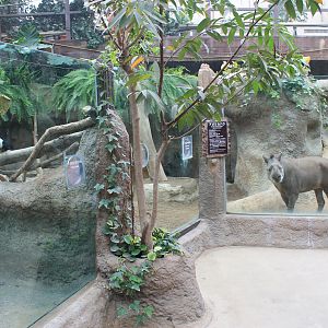 Tiny enclosure for Brazilian Tapir (Tapirus terrestris)