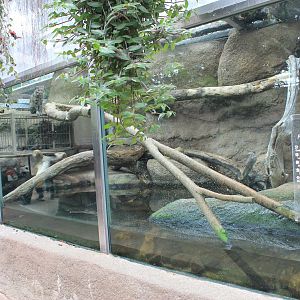Enclosure for Fishing Cat (Prionailurus viverrinus)