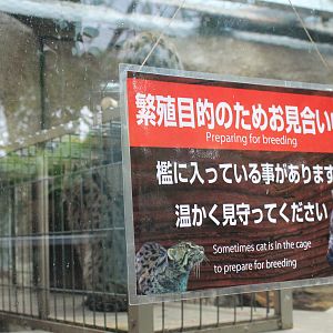 Sign for Fishing Cat (Prionailurus viverrinus)