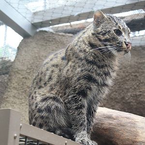 Fishing Cat (Prionailurus viverrinus)