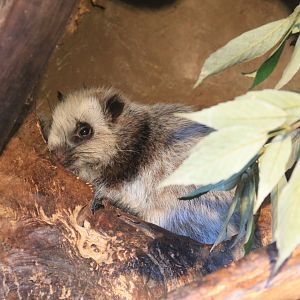 Northern Luzon Cloud Rat (Phloeomys pallidus)