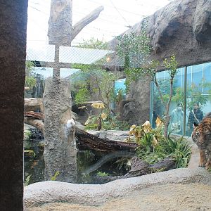 Sumatran Tiger enclosure
