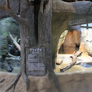 Common Raccoon enclosures