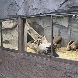 Striped Skunk enclosure