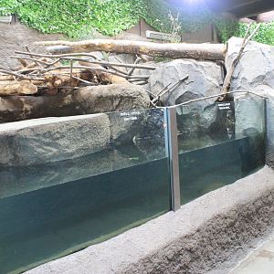 North American Beaver enclosure