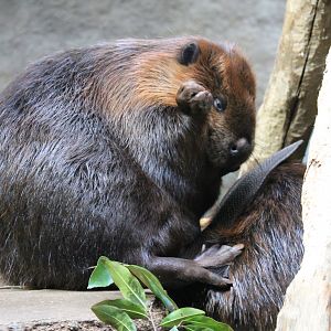 North American Beaver
