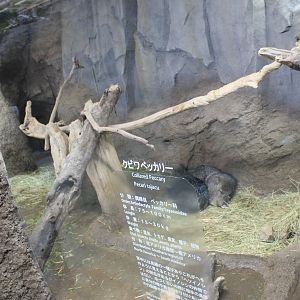 Collared Peccary enclosure
