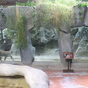 Cougar enclosure