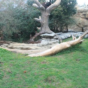 American Black Bear enclosure