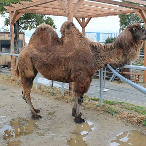 Bactrian Camel