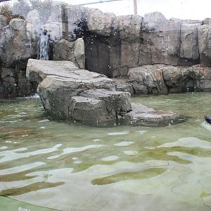 South American Fur Seal (Arctocephalus australis)