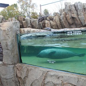 Spotted Seals (Phoca largha)