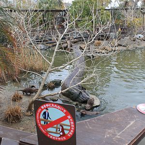Small-clawed Otters (Aonyx cinereus)