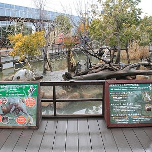 Small-clawed Otters (Aonyx cinereus)