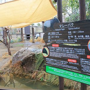 Malayan Tapir (Tapirus indicus)