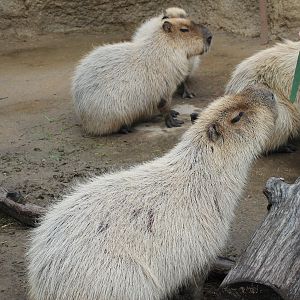 Capybara feeding