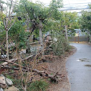 Squirrel Forest (walk-through enclosure)