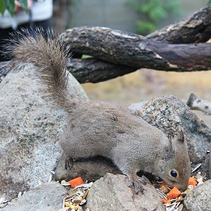 Japanese Squirrel (Sciurus lis)