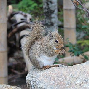 Japanese Squirrel (Sciurus lis)