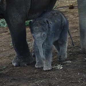 Asian elephant calf