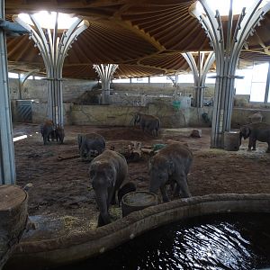 Asian Elephant indoor exhibit