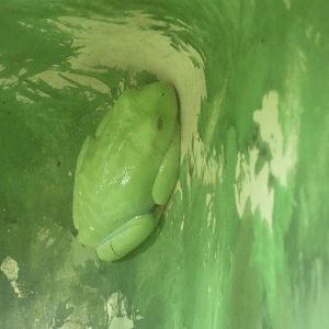 ID? - Philadelphia Zoo