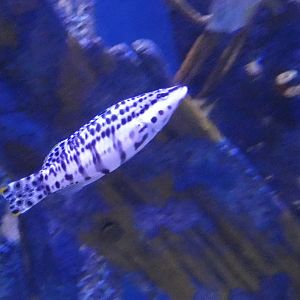 ID? - Adventure Aquarium