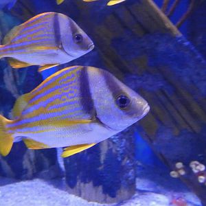 ID? - Adventure Aquarium