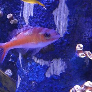 ID? - Adventure Aquarium