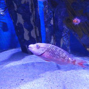 ID? - Adventure Aquarium