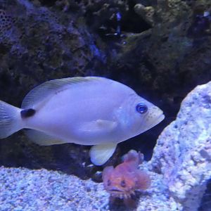 ID? - Adventure Aquarium