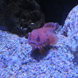 ID? - Adventure Aquarium
