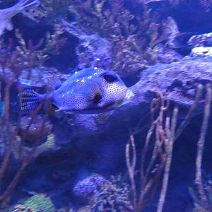 ID? - Adventure Aquarium